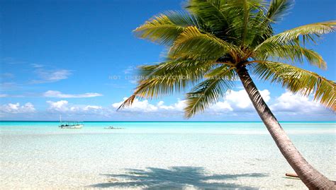 Tahiti Beach Ocean Palm Tree Sun Holiday
