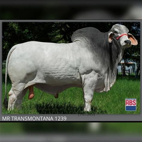 Semen De Toro Brahman Gris Genética Y Servicios Agroshow