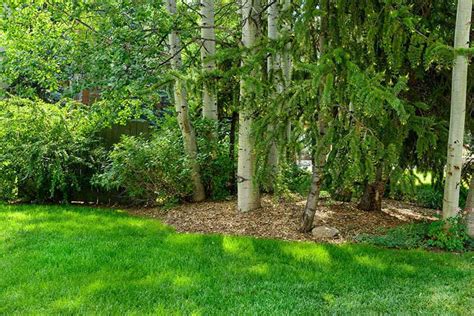How To Grow Grass In Shaded Areas