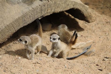 Meerkat Pups Emerge From The Burrow At Canberras National Zoo And
