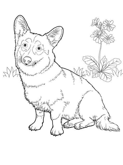 Here is a d for dog coloring sheet for your preschoolers. Corgi coloring!! | Dog coloring page, Animal coloring ...