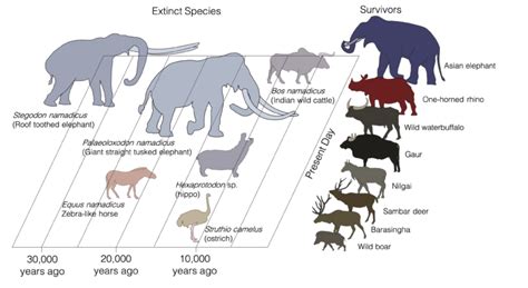 extinct and present indian megafauna chart r megafaunarewilding