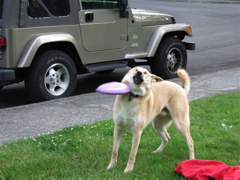 A Dog Getting Hit On The Head By A Frisbee Funny