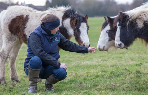 Welfare Line Appeal A Lifeline For Horses World Horse Welfare