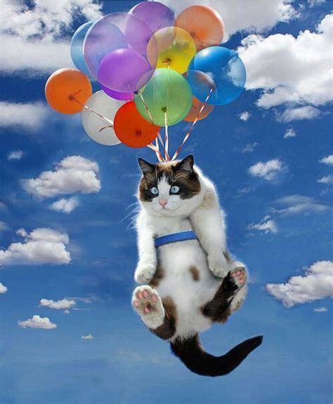 Up Up And Awayin My Beautiful Balloonsccp Kitty