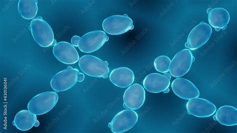 Yeast Cells Saccharomyces Cerevisiae Cells Close Up Stock Illustration
