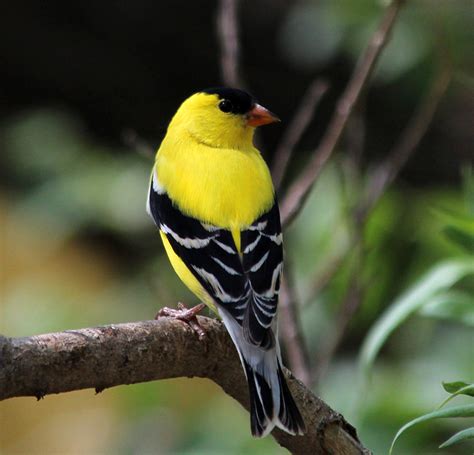 American Goldfinch Oklahoma City Audubon Society