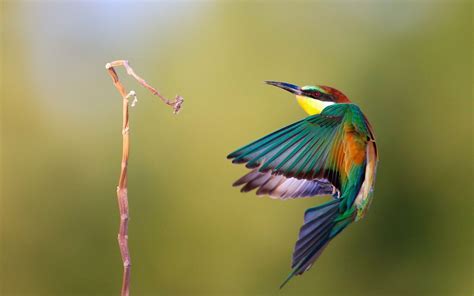صور جميلة للطيور سطح المكتب خلفيات عصافير بالوان زاهية صور خلفيات