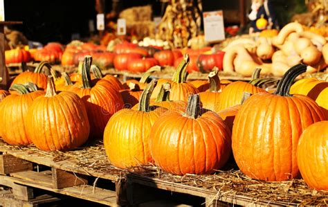 Pumpkins On The Autumn Market Stock Photo Image Of