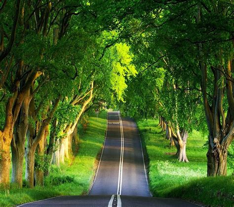 720p Free Download Beautiful Road Green Nature Nice Path Trees