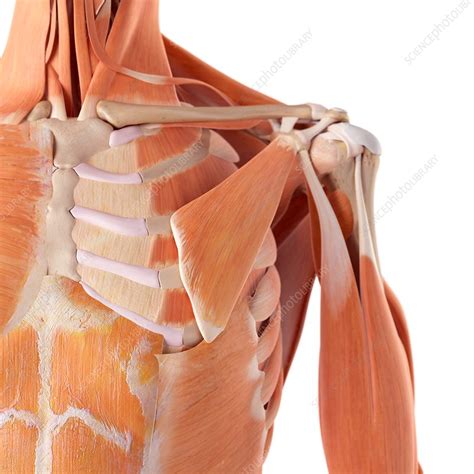 Human Chest Muscles Stock Image F0158286 Science Photo Library