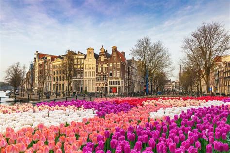 Amsterdam Netherlands With Spring Tulip Flower Stock Image Image Of