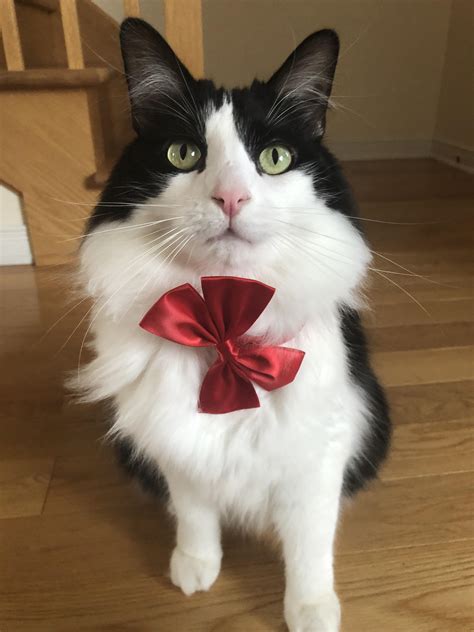 Check spelling or type a new query. Early Christmas present ! : aww