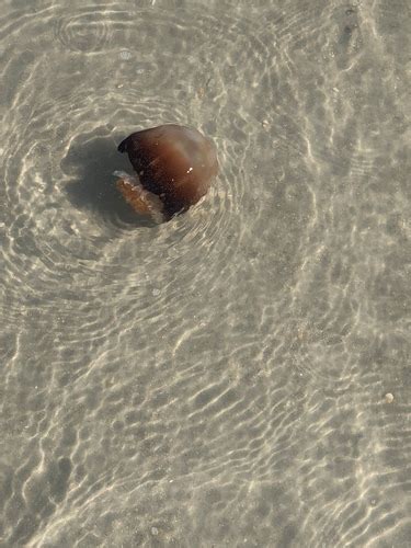 Cannonball Jelly Jellyfish Of The Cape Fear Region Nc · Inaturalist