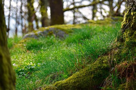 Woodland Forest Floor Forest Moss Nature Seasonal Trunk Wood