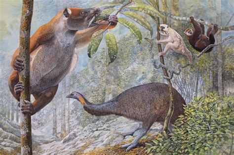 End Of The Megafauna Koala Lemur Sloth Lemur Elephant Bird