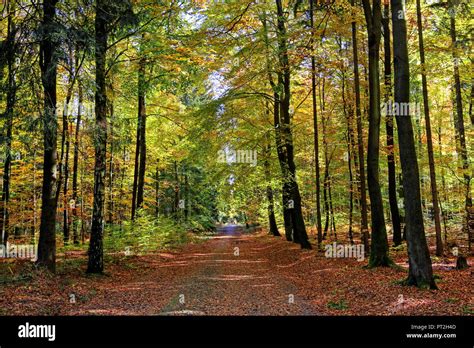 Forest Path Through Beech Forest At Hinterhermsdorf Hi Res Stock