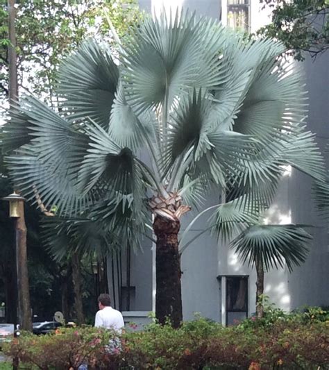 Propagate bismarckia nobilis from seed after the seeds are collected from female plants when the use bismarckia nobilis to add a tropical flair to any landscape. Polynesian Produce Stand : ~BLUE BISMARK PALM~ Bismarckia ...
