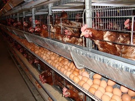 Chicken Egg Poultry Farm Equipment With Automatic Egg Collecting Machine Buy Egg Poultry Farm