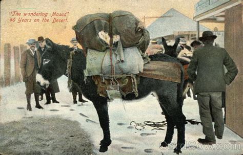 The Wandering Moses 40 Years On The Desert Donkeys Postcard