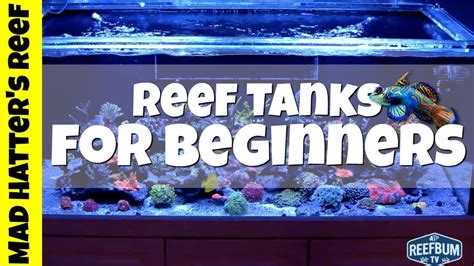 Reef Tank For Beginners Keep It Simple With Reefbum Youtube