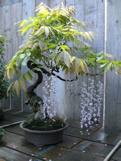 200 Bonsai - Penjing - Topiary - Niwaki - Saikei - Bonkei ideas | bonsai, bonsai tree, bonsai garden