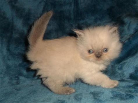 Lilac Point Persian Himalayan Kitten For Sale In Stanton Missouri