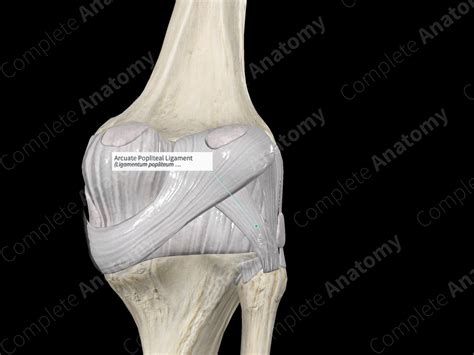 Arcuate Popliteal Ligament Complete Anatomy