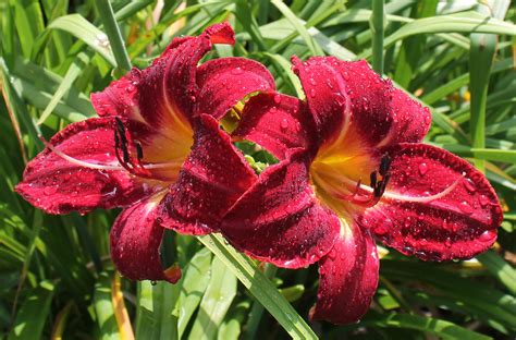 Kentucky Daylily Fans Red Volunteer
