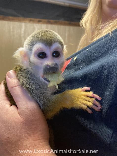 Squirrel Monkey Babies For Sale