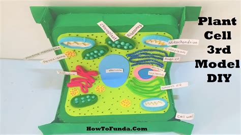 Plant Cell Model Project Using Cardboard For Science Exhibition 3d