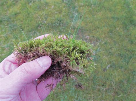 3 Easy Tips To Kill Moss On Lawns Your Winter 2020 Guide Made Easy