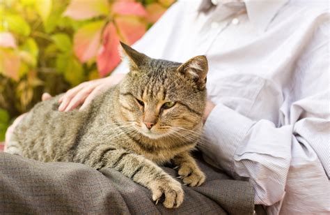 Benefits Of Adopting A Senior Cat Country Veterinary Clinic