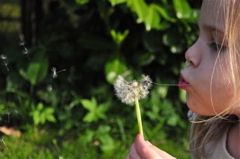 Child Blowing Dandelion Free Photo