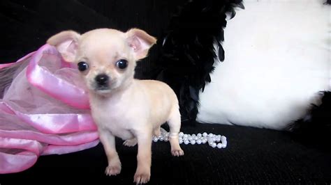 We have specialized in chihuahuas for 25. TIny Micro Teacup Chihuahua for sale at Puppy Elite ...