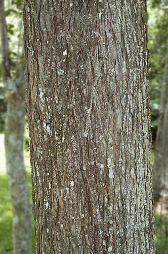 American Elm Tree Bark