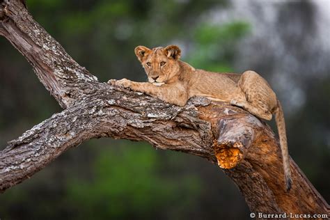Lion Cub On A Tree Burrard Lucas Photography