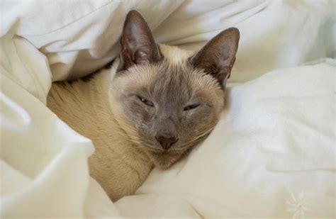 Siamese Cat Health Problems 7 Common Issues Excited Cats