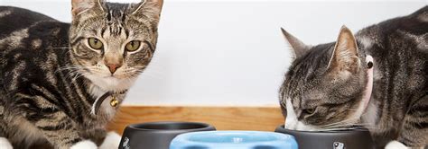 Cat food recipes sold in canada are remarkably similar to cat food recipes that are sold in the united states. Should You Feed Wet or Dry Cat Food? | Hill's Pet