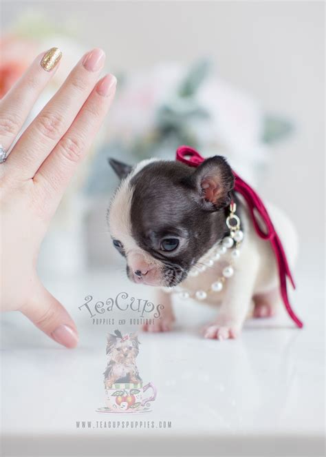 See more ideas about bulldog puppies, doggy, bulldog. Mini French Bulldog puppy by TeaCupsPuppies.com. Home ...