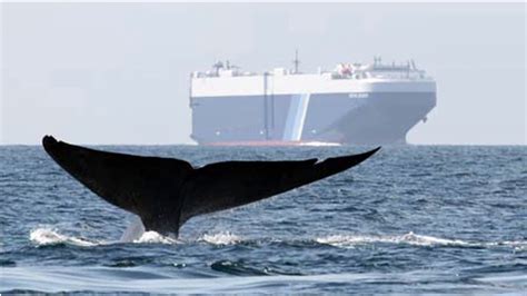 Ships Vs Whales Blue 2014 Conservation Innovation And Solutions