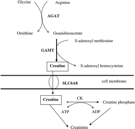 Creatine And Creatine Deficiency Syndromes Biochemical And Clinical