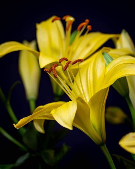 Lovely Lilies Lovely Lilies Lily Lovely New Years Sales