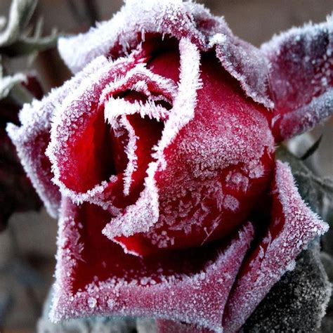 Frosted Rose Frozen Rose Winter Rose Beautiful Roses