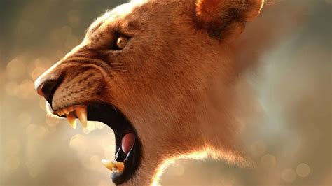 Angry Lion Images Hd Wallpaper