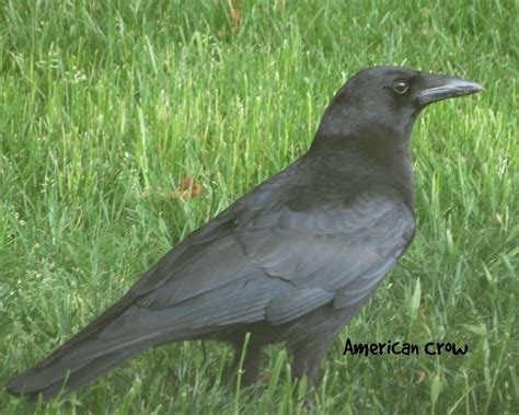 American Crow Corvus Brachyrhynchos May 5 2012 Westville