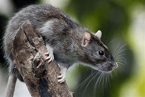 Common Rodents Found In Florida Kellers Pest Control