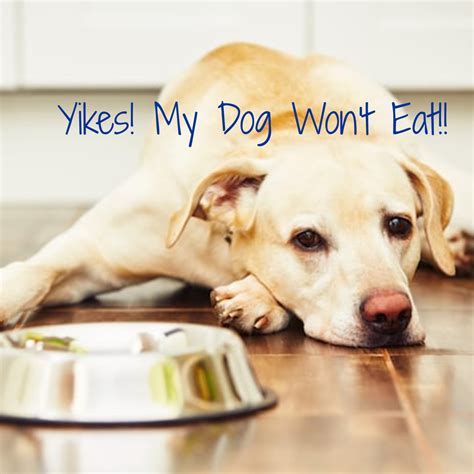 What To Do If Your Diabetic Dog Wont Eat
