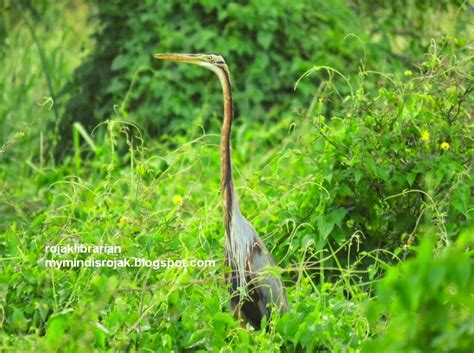 With various natural habitats such as open grasslands, freshwater wetlands and a secondary rainforest, the park is a haven for biodiversity and a great place for visitors to enjoy the best of nature. Rojak Librarian: Birdwatching in Tampines Eco Green (April ...