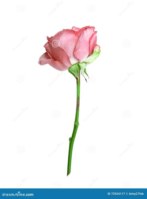 Beautiful Single Pink Rose On White Background Stock Image Image Of